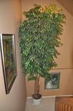 Gigantic two story artificial ficas tree