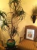 Asian plant and planter; one of 2 gold arm chairs