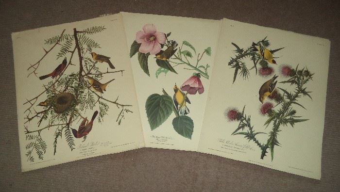 Duplicates of Audubon Flower/Bird Prints