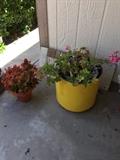 Potted plants