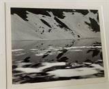 EDWARD WESTON Photograph , Gelatin silver print. Sight is 10 1/2 by 8 1/2 inches. 