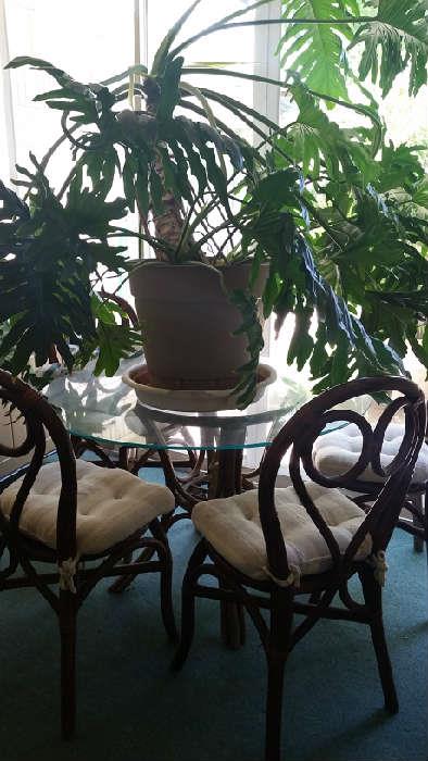 gorgeous potted plants and patio furniture
