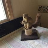 STUFFED SQUIRREL