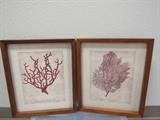 Dual coral art set in wood frames.