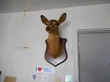 Deer mount