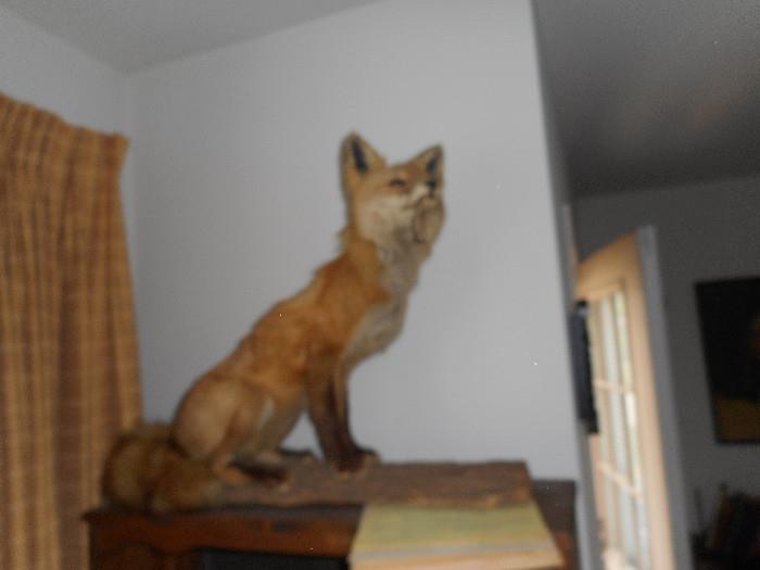 Taxidermy red fox