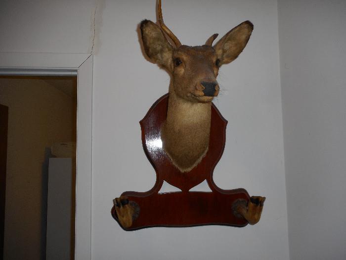 Another deer head mount w/paws