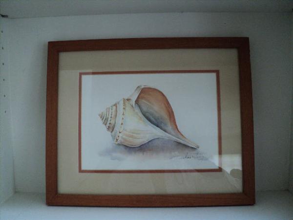 001
Framed and matted seashell print