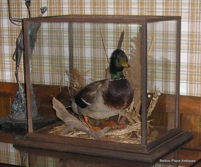 Mallard Duck Mounted enclosed in glass