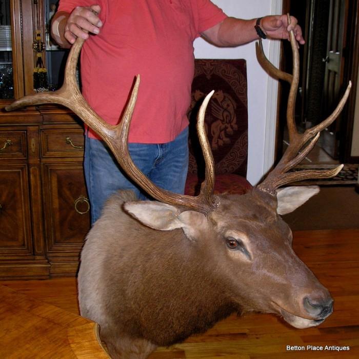 Large Elk Mount