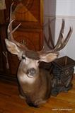Mule Deer Mount