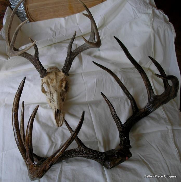 The front antlers are not real, the skull and rack is real