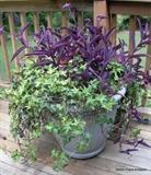 some Fabulous Planters and plants in this sale