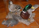 Mallard Mom/Pop and Squirell  mounts