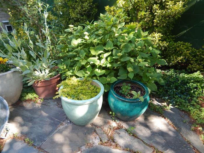 more garden pots.