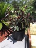 HUGE Rubber plant 