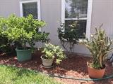 Check out the beautiful very large gardenia to the left 