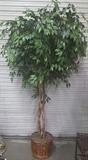 8ft Artificial Ficus Tree