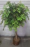5ft Artificial Ficus Tree