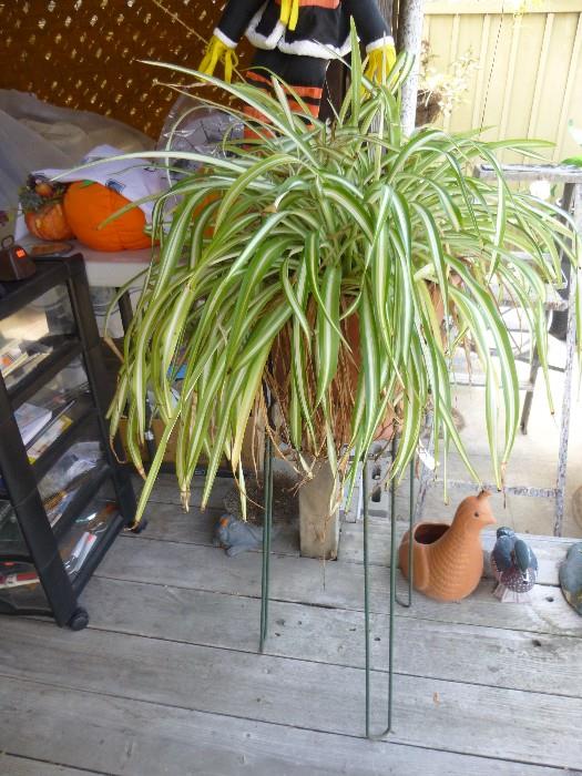 Plants, flower Pots and Stands