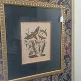 One of two framed botanical prints