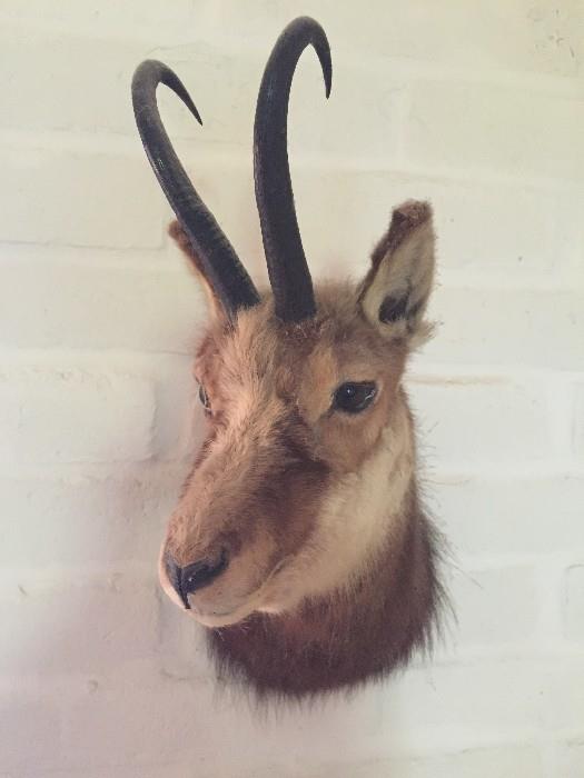 Your house can be where the deer and antelope play.  Winsome fellow looking for a new home.