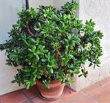 Mature jade plant