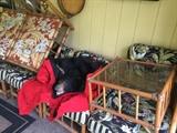 Bear rug and patio furniture