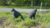 Pair Lifesize Newfound Dog Sculptures-Offsite