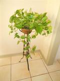 Plant on iron stand