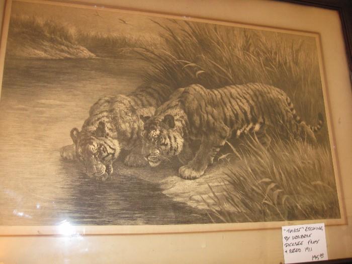 1911 engraving of tigers at water's edge.  