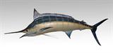 Taxidermied Marlin