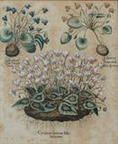 81) One of Several Early Prints, possibly by Besler