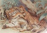 Lot 1092:  LEUTEMANN, Gottlob, (German, 1824-1905): Tiger and Cubs, Watercolor, . Est. $500/800**