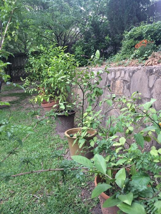 Potted fruit trees