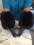 BLACK FOX TEACUP LEATHER GLOVES