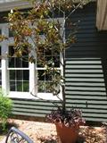 Potted magnolia tree
