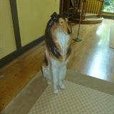 Harrords Department Store (London) Life Size Ceramic Dog