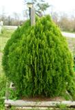 2 shrubs to be moved