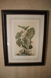 Many framed botanicals