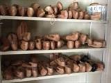 Shoe trees