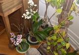 Real Houseplants & Orchids