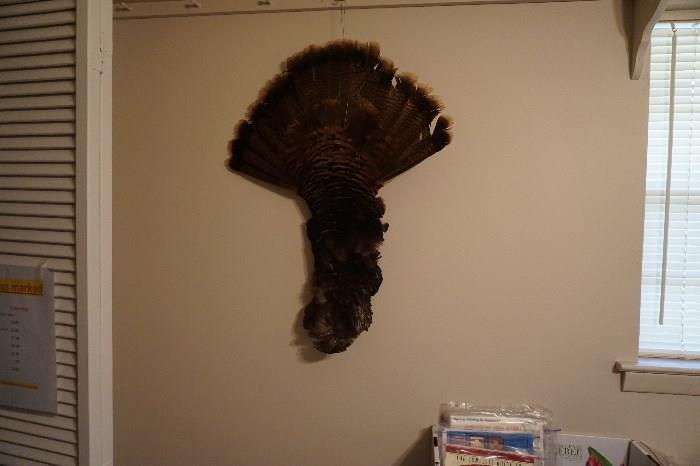 turkey feathers
