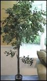  Tall indoor tree with no watering needed