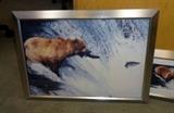 Brown Bear Fishing Photos, Framed and Matted in Brushed Metal Frames, QTY 2, Frames Measure 22.25" x 16.25" and 27" x 9.5"