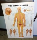 Medical Posters, QTY 3, Anatomical Chart Company "The Spinal Nerves", QTY 2, Anterior/Posterior Spinal Chart