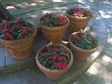 set of potted plants