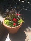 Potted Plants - lovely!