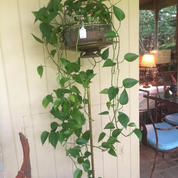 Bird cage with ivy