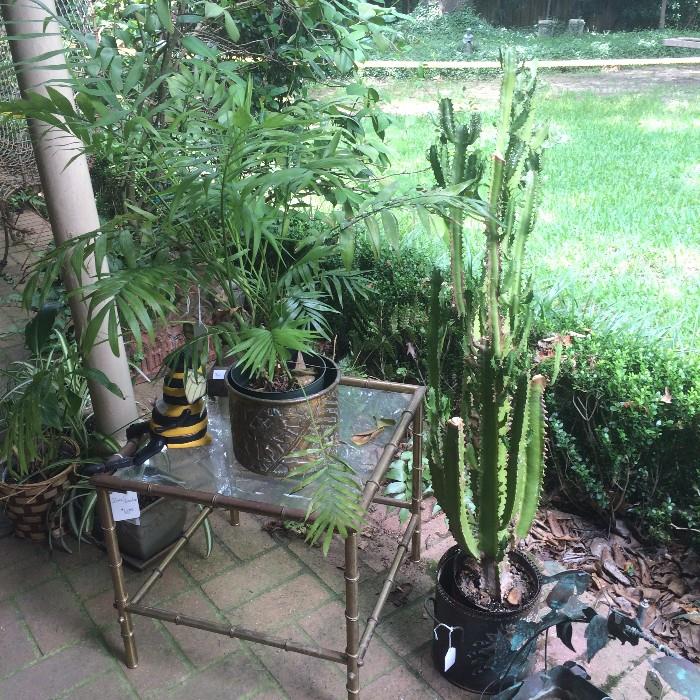 Small glass top table and live plants 